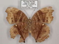 Junonia stygia