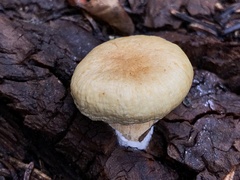 Pholiota nubigena