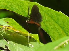 Filodes fulvidorsalis