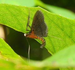 Filodes fulvidorsalis