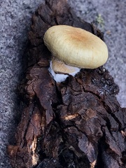 Pholiota nubigena