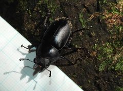 Neolucanus sinicus championi