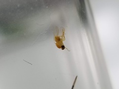 Chyromyidae