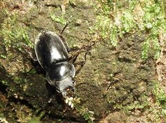 Neolucanus sinicus championi