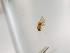 Chyromyidae