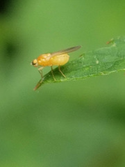 Chyromyidae