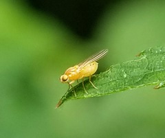 Chyromyidae
