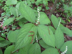 Chloranthus serratus