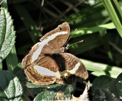 Junonia elgiva