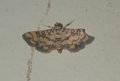 Glycythyma chrysorycta
