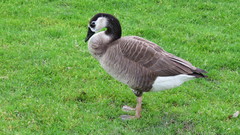 Anser cygnoides × Branta canadensis