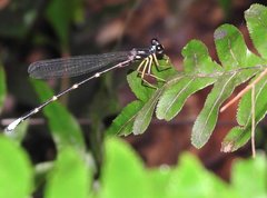 Sinosticta ogatai