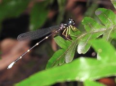 Sinosticta ogatai
