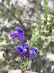 Scutellaria wrightii