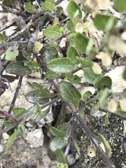 Scutellaria wrightii