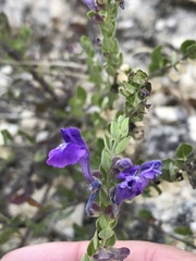 Scutellaria wrightii