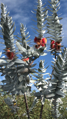 Eucalyptus macrocarpa