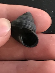 Calliostoma ligatum