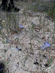 Eriastrum sapphirinum sapphirinum