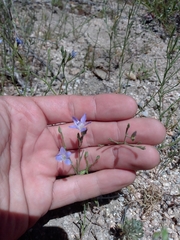 Eriastrum sapphirinum sapphirinum