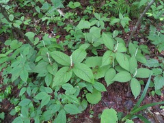 Chloranthus serratus