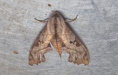 Morwennius decoratus