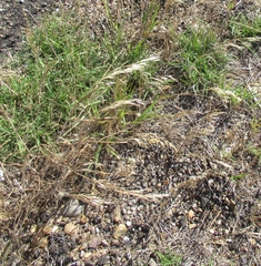 Bromus arvensis