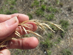 Bromus arvensis