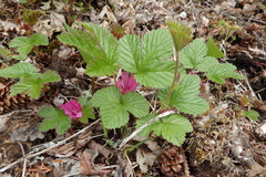 Rubus arcticus stellatus