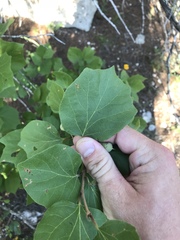 Styrax platanifolius