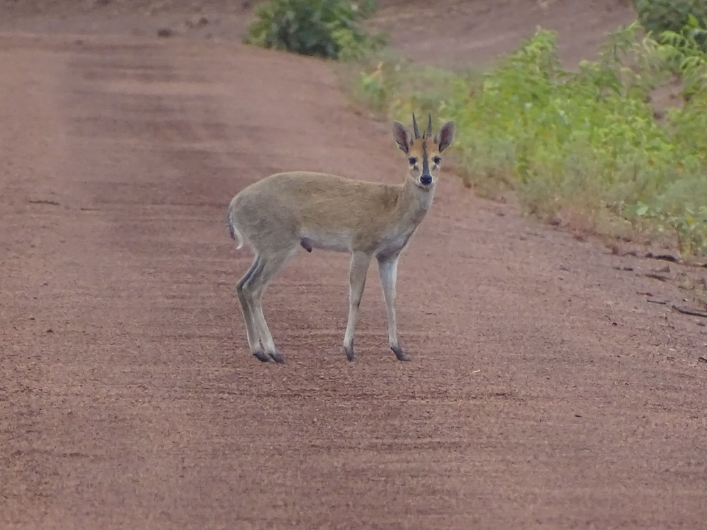 Sylvicapra grimmia, Tanguiéta, Bénin, by AMADOU BAHLEMAN FARID