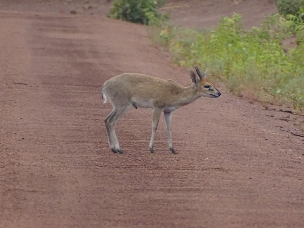 Sylvicapra grimmia, Tanguiéta, Bénin, by AMADOU BAHLEMAN FARID