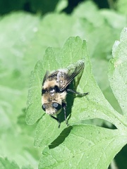 Oestrinae