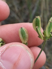Lomatium triternatum brevifolium