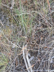 Lomatium triternatum brevifolium