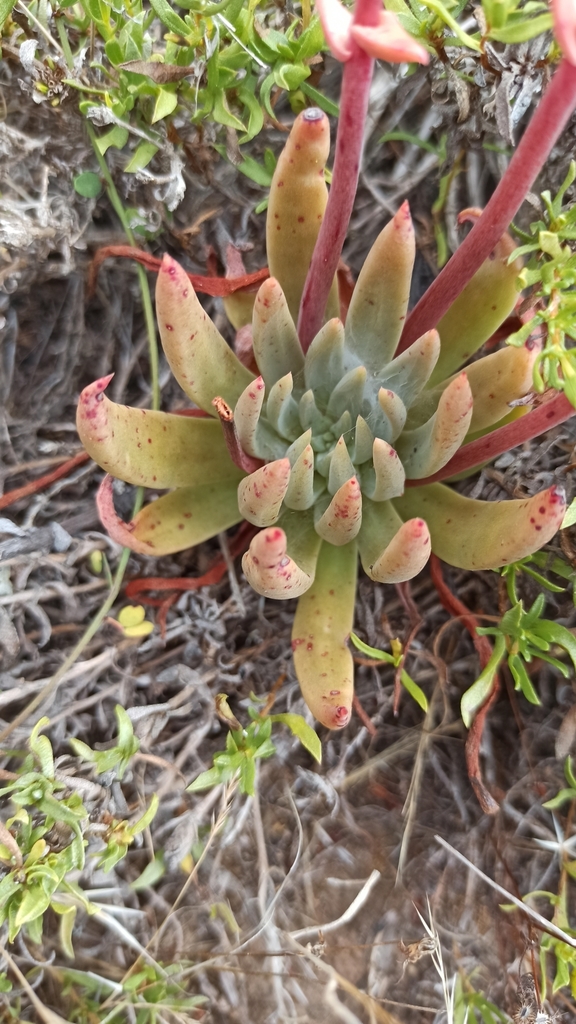 Colonet Hybrid Liveforever