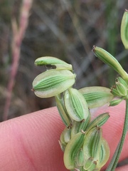 Lomatium triternatum brevifolium