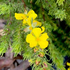 Hibbertia prostrata