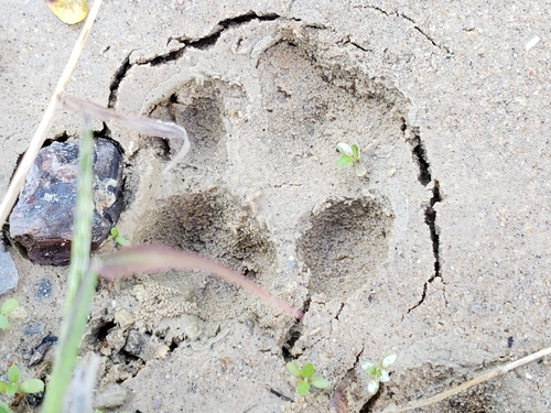 Domestic Dog photographed in Louisiana