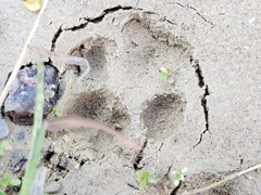 Canis familiaris