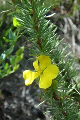 Hibbertia prostrata