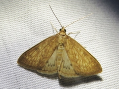 Framinghamia helvalis