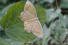 Thinopteryx crocoptera