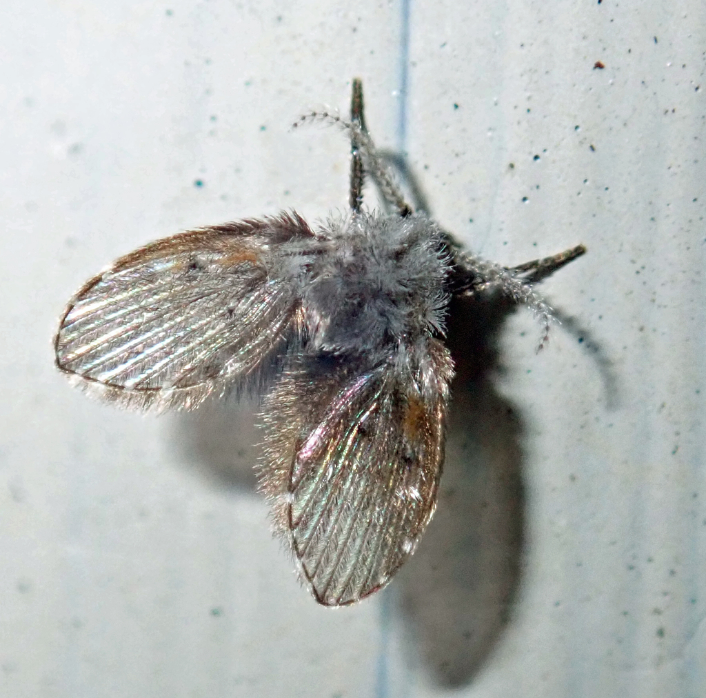 Bathroom Moth Fly in June 2020 by Lila · iNaturalist