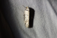 Philobota thiocrossa