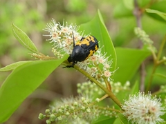 Gametoides sanguinolenta