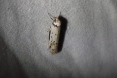 Philobota thiocrossa