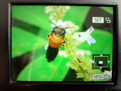 Megachile umbripennis