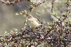 Phylloscopus armandii
