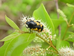 Gametoides sanguinolenta